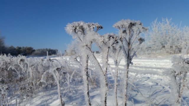 2021_01_31_Schneefliegen (03)